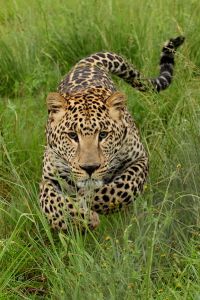 A leopard cub charging. Photo by Rute Martins, CC-BY-SA