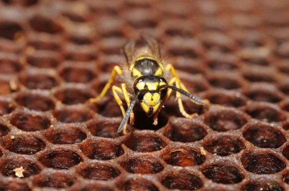 A wasp on a hive. Photo by Bresson Thomas, CC-BY-SA