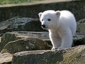 Knut at his public debut in Berlin, clearly not a polar dog