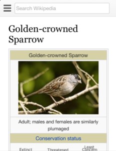 golden crowned sparrow