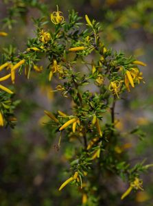 Persoonia terminalis ssp recurva, Australian National Botanic Garden, Canberra, ACT, 23-12-14 (16731755955)