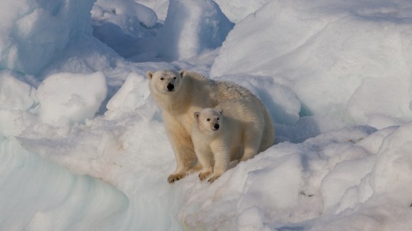 A polar bear and her cub. Photo by Andreas Weith, CC BY-SA 4.0.