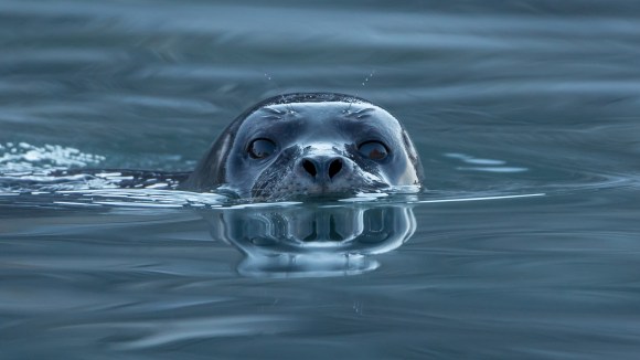 A curious seal comes out to see the photographer's boat. Photo by Andreas Weith, CC BY-SA 4.0.