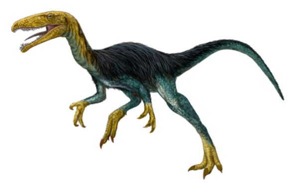 Velocisaurus. Restoration by FunkMonk, CC BY-SA 3.0.