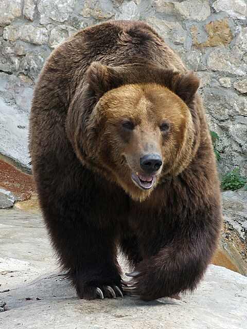 cleveland indians bear