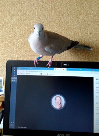 bird perching on a computer