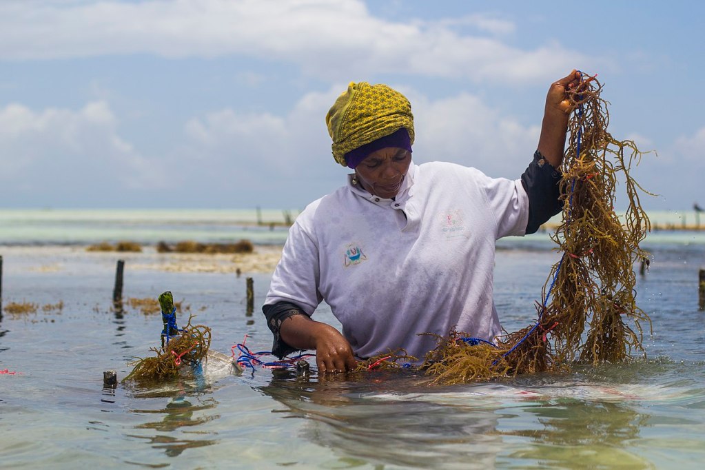 Woman working a seaweed farm in Zanzibar