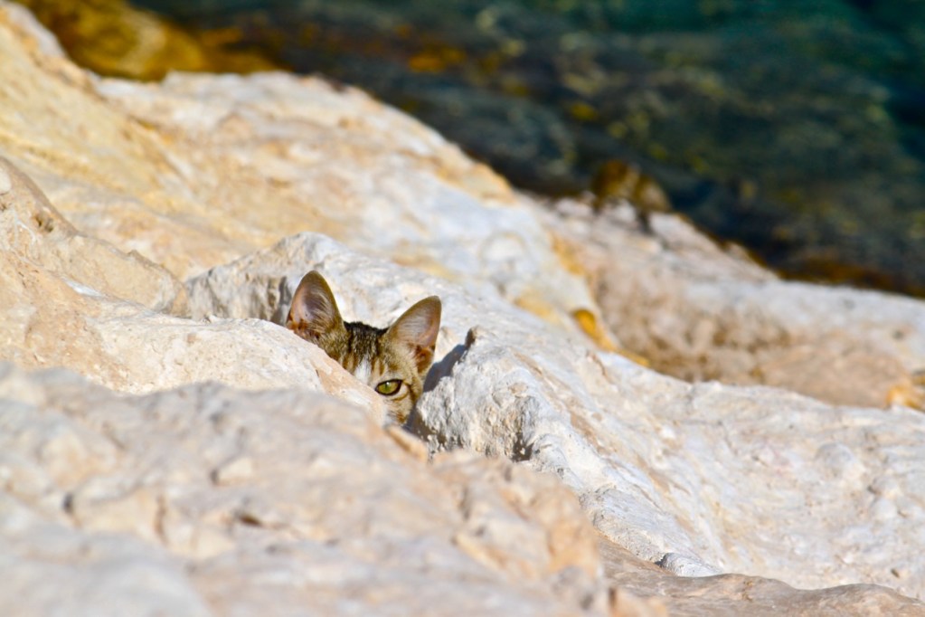 Sneaky cat by Maya Chami, cat hiding in the crevice of a rock formation where both ears and one eye are visible.