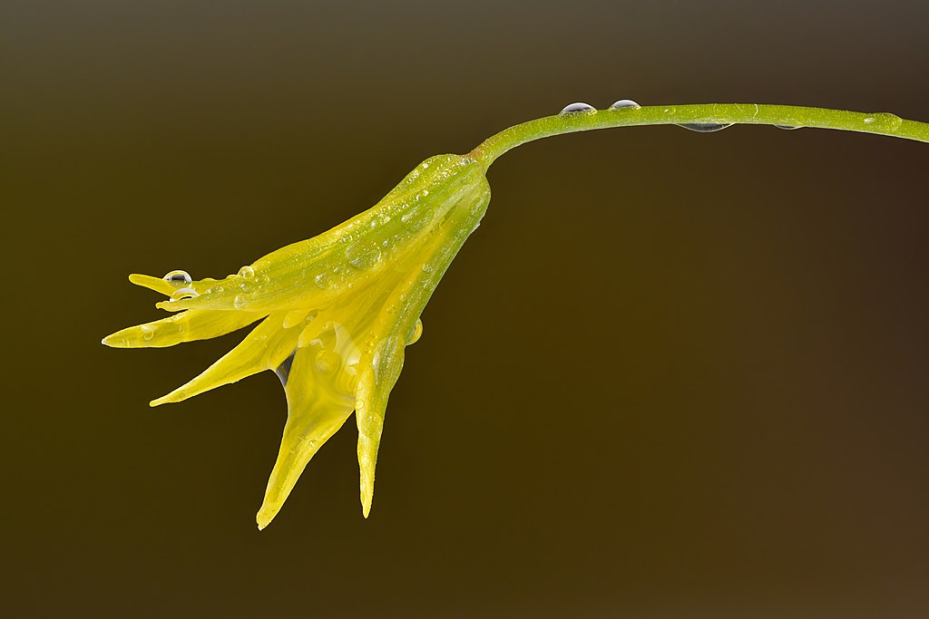 A yellow flower, a wild lily called Least Gagea, covered in rain drops just beginning to bloom.