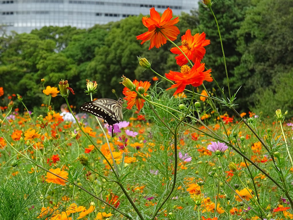 Field of flowers, mostly cosmos, with a butterfly roosting on an orange blossom and trees in the background