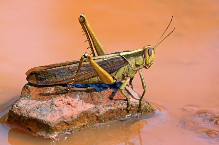 Garden locust (Acanthacris ruficornis)