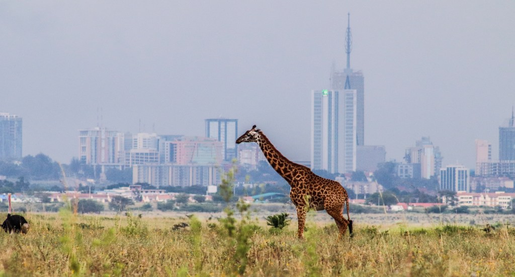 A giraffe with a beautiful background of the Nairobi City Skyline