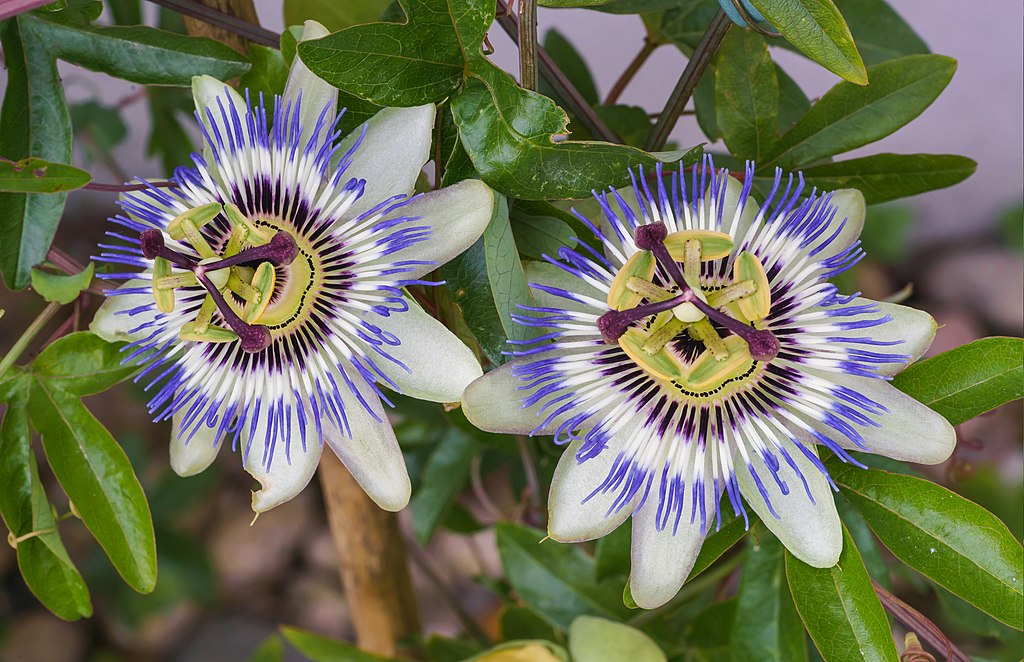 A close picture of two fully open Passion flowers, which are white, blue and purple with a green and yellow center.